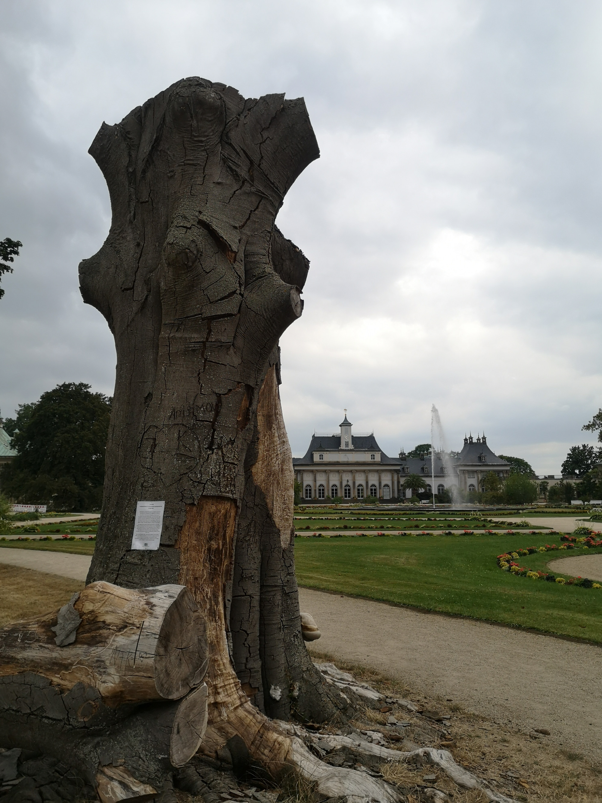 Vorne links im Bild ist der abgestorbene Stumpf einer Blutbuche im Schlosspark Pillnitz zu sehen.
